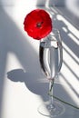 One red poppy flower on white table with contrast sun light and shadows and wine glass with water closeup Royalty Free Stock Photo