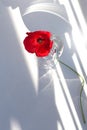 One red poppy flower on white table with contrast sun light and shadows and wine glass with water closeup top view Royalty Free Stock Photo