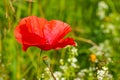 One red poppy and poppy-heads into the young cereals Royalty Free Stock Photo