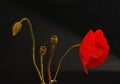 One red poppy with three buds on black background