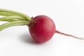 One red radish, Raphanus sativus Royalty Free Stock Photo