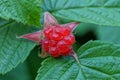 One red raspberry on a branch with green leaves Royalty Free Stock Photo