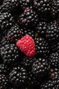 One red raspberry on on ripe blackberry Royalty Free Stock Photo