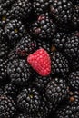 One red raspberry on on ripe blackberry Royalty Free Stock Photo