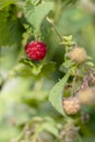 One red ripe bright raspberry on branch surrounded with green leaves and berries. Vertical shot with sun flecks. Organic Royalty Free Stock Photo