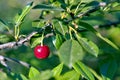 One red ripe cherry on a branch Royalty Free Stock Photo