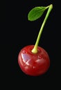 One red ripe cherry with drops of water on a black background close-up. Royalty Free Stock Photo