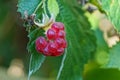 One red raspberry on a branch with green leaves in the garden Royalty Free Stock Photo