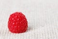 One red ripe raspberry fruit, on gray linen Royalty Free Stock Photo