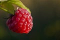 One red ripe raspberry in a sunny garden, close-up. Healthy food concept. Royalty Free Stock Photo