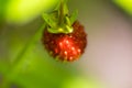 one red ripe strawberry in the leaves green background macro close Royalty Free Stock Photo