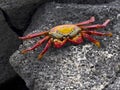 The red rock crab, Grapsus grapsus, is very abundant in the galapagos. Santa Cruz Island in Galapagos National Park, Equador Royalty Free Stock Photo