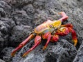 The red rock crab, Grapsus grapsus, is very abundant in the galapagos. Santa Cruz Island in Galapagos National Park, Equador