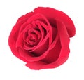 One red rose Royalty Free Stock Photo