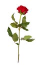 One red rose Royalty Free Stock Photo