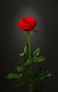 One red rose on black background Royalty Free Stock Photo