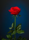 One red rose on black background Royalty Free Stock Photo