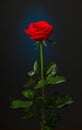 One red rose on black background Royalty Free Stock Photo