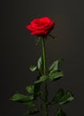 One red rose on black background Royalty Free Stock Photo