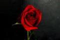 One red rose on the black background Royalty Free Stock Photo