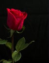 One red rose on black background. Royalty Free Stock Photo