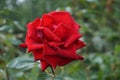 One red rose blooms beautifully