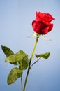 One red rose in blue background Royalty Free Stock Photo