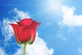 One red rose on blue-sky background Royalty Free Stock Photo