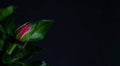 One red rose bud on a black background. Bloom. Close-up. Macro. Royalty Free Stock Photo