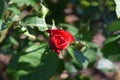 One red rose bud bloom Royalty Free Stock Photo