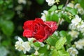 One red rose bud in drops of water Royalty Free Stock Photo