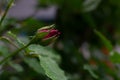 One red rose bud Royalty Free Stock Photo