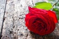 One red rose close-up on wooden background with water droplets Royalty Free Stock Photo