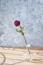 One red rose flower with long stem and green leaves in glass round vase on wooden table on gray background close up Royalty Free Stock Photo