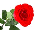 One Red rose isolated on white background