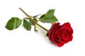 One red rose isolated on white background. Full dept of field