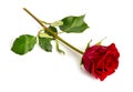 One red rose isolated on white background. Full dept of field