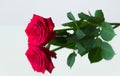 One red rose lying on the mirror surface and its reflection Royalty Free Stock Photo