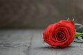One red rose on oak wood table Royalty Free Stock Photo