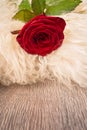 One red rose Royalty Free Stock Photo