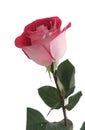 One red rose on a white background Royalty Free Stock Photo