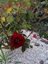 One red rose on white decorative stones. Royalty Free Stock Photo