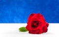 One red rose on white table Royalty Free Stock Photo