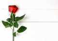 One red rose on the white wooden background. Women`s day, mother day, valentines day, happy birthday congratulations. Copy space,