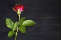 One red rose on a wooden background. Top view with a copy of the space