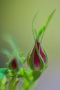 Red rosebud of a summer rose