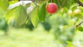 One red round cherry plum on a branch. Red mirabelle plum Prunus domestica . Blurred green background. red juicy ripe Royalty Free Stock Photo