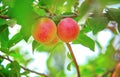 One red round cherry plum on a branch. Red mirabelle plum Prunus domestica . Blurred green background. red juicy ripe Royalty Free Stock Photo