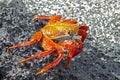 One red sally lightfoot galapagos crab close-up Galapagos island Ecuador Royalty Free Stock Photo