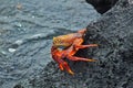 One red sally lightfoot galapagos crab close-up Galapagos island Ecuador Royalty Free Stock Photo